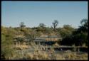 Scenery, Baobab: Baobab trees with bare branches, distant view