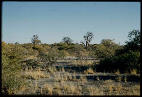 Scenery, Baobab: Baobab trees with bare branches, distant view