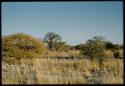 Scenery, Baobab: Baobab tree with bare branches, south of the expedition camp at Gautscha