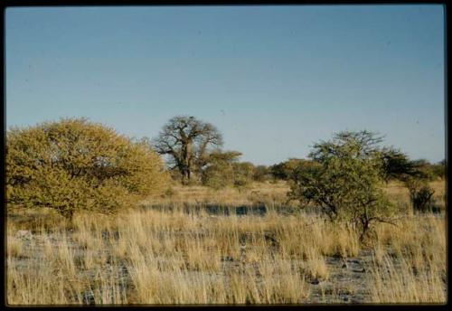 Scenery, Baobab: Baobab tree with bare branches, south of the expedition camp at Gautscha