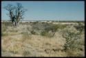 Scenery, Baobab: Baobab tree with bare branches, north of the expedition camp at Gautscha