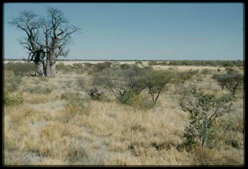 Scenery, Baobab: Baobab tree with bare branches, north of the expedition camp at Gautscha