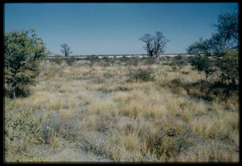 Scenery, Baobab: Two baobab trees with bare branches, north of the expedition camp at Gautscha