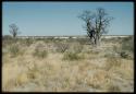 Scenery, Baobab: Two baobab trees with bare branches, north of the expedition camp at Gautscha