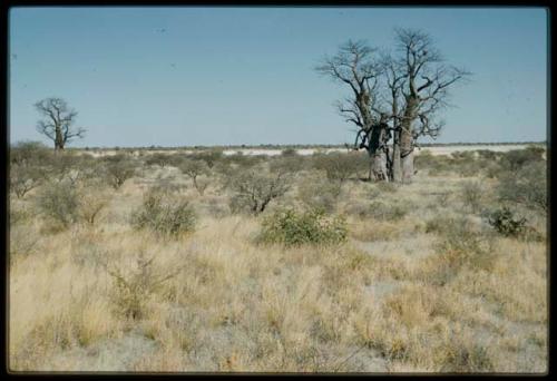 Scenery, Baobab: Two baobab trees with bare branches, north of the expedition camp at Gautscha