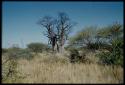 Scenery, Baobab: Large baobab tree with bare branches, north of the expedition camp at Gautscha