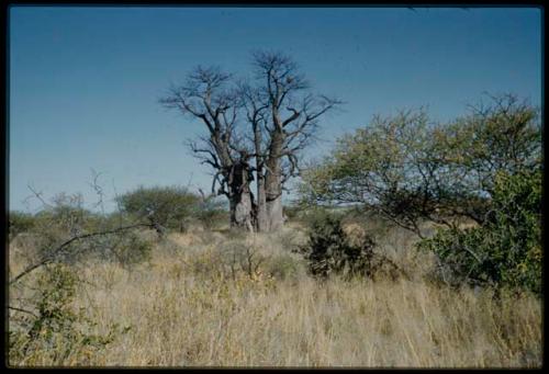 Scenery, Baobab: Large baobab tree with bare branches, north of the expedition camp at Gautscha