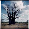 Scenery, Baobab: Large baobab tree with bare branches, north of the expedition camp at Gautscha (half of stereo 2001.29.5338)