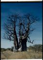 Scenery, Baobab: Large baobab tree with bare branches, north of the expedition camp at Gautscha