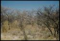 Scenery, Bush: Child walking through brush, with a yellow bush in the foreground