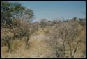 Scenery, Bush: Yellow bushes