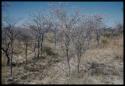 Scenery, Bush: Yellow bushes