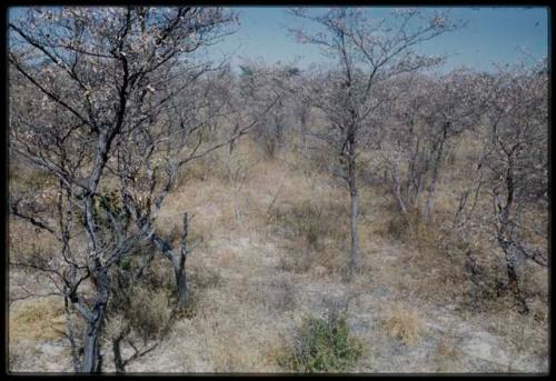 Scenery, Bush: Landscape with yellow bushes