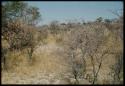 Scenery, Bush: Landscape with yellow bushes