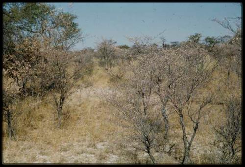 Scenery, Bush: Landscape with yellow bushes