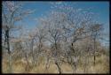 Scenery, Bush: Landscape with yellow bushes