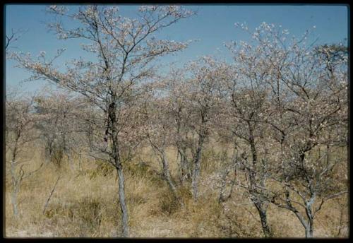 Scenery, Bush: Landscape with yellow bushes