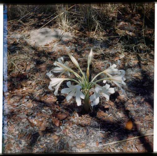 Scenery, Flowers: White lily in the mangetti forest (half of stereo 2001.29.5373)