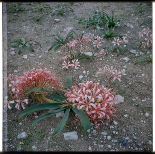 Scenery, Flowers: Pink lilies (half of stereo 2001.29.5369)