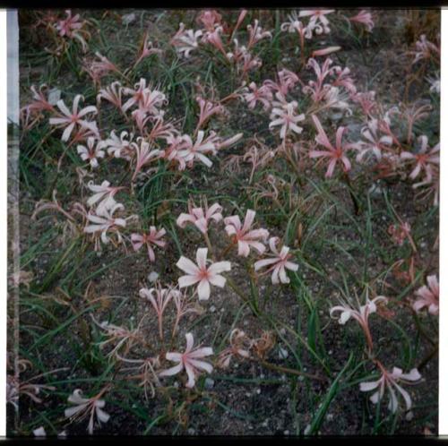 Scenery, Flowers: Small pink lilies (half of stereo 2001.29.5371)