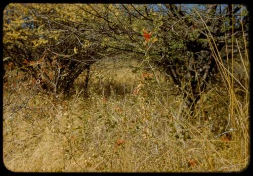 Scenery, Flowers: Red flowers