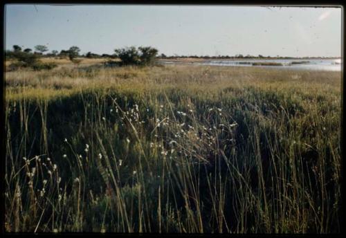 Scenery, Flowers: White flowers, with Gautscha Pan filled with water in the background