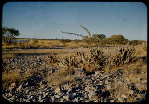 Scenery, Flowers: Aloes, with Gautscha Pan filled with water in the background