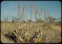 Scenery, Flowers: Aloes in bloom