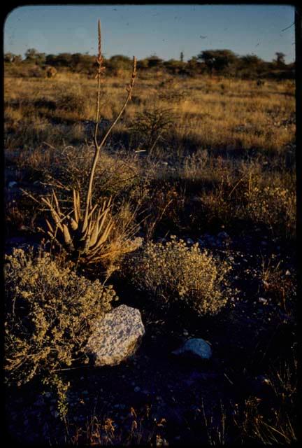 Scenery, Flowers: Aloes in bloom