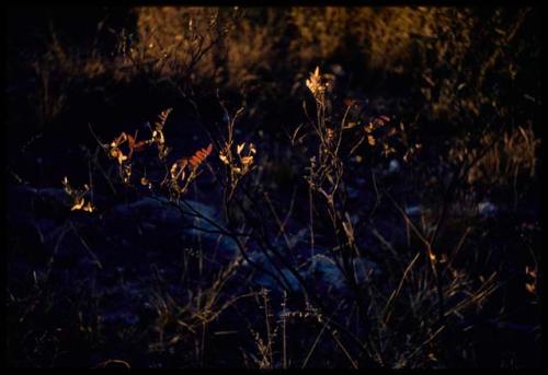 Scenery, Flowers: Flowers in evening light