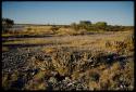 Scenery, Flowers: Aloes, not in bloom, with Gautscha Pan filled with water in the background