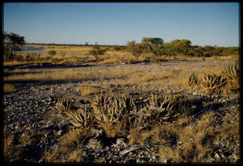 Scenery, Flowers: Aloes, not in bloom, with Gautscha Pan filled with water in the background