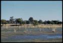 Scenery, Pan: Child walking through a vley (small pan) with a little water in it