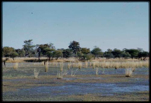 Scenery, Pan: Child walking through a vley (small pan) with a little water in it