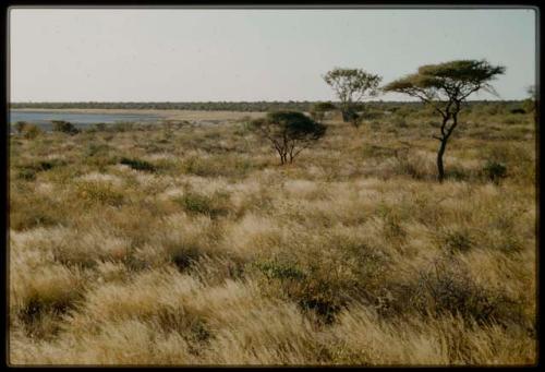 Scenery, Pan: Grass, brush and trees, with Gautscha Pan filled with water in the distance