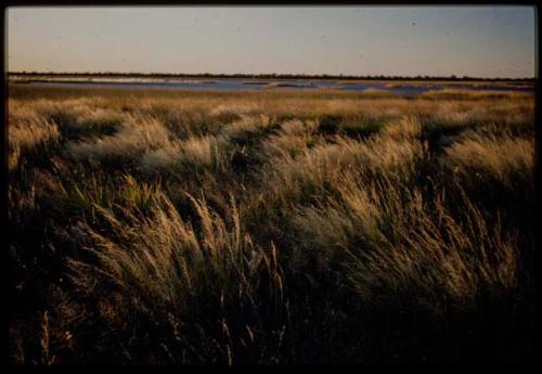 Scenery, Pan: Grass, with a pan in the distance