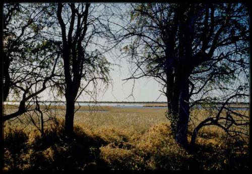 Scenery, Pan: Two trees, with Gautscha Pan filled with water in the distance