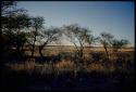 Scenery, Pan: Trees, with a pan filled with water in the distance