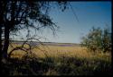 Scenery, Pan: Trees, with a pan filled with water in the distance