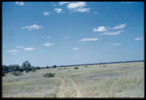 Scenery, Truck: Tracks left in the grass by the expedition trucks near Thinthuma