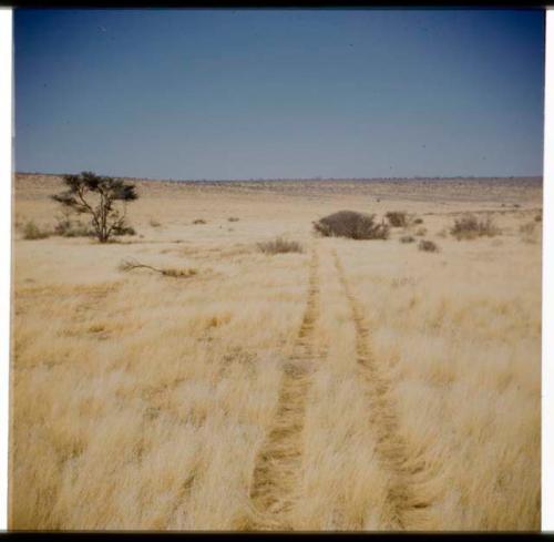 Scenery, Truck: Truck tracks left in the grass in the Eiseb omuramba, with one of the banks in the distance