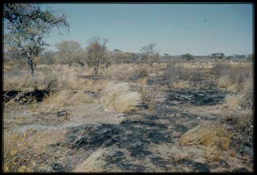 Scenery, Veld: Area burned by a veld fire