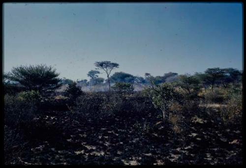 Scenery, Veld: Area burned by a veld fire