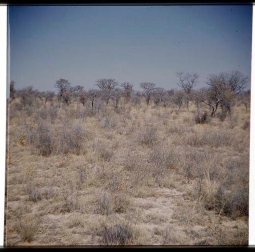 Scenery, Veld: Eiseb omuramba, view up the north bank