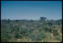 Scenery, Veld: Landscape with brush, one tree higher than the surrounding vegetation