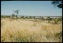 Scenery, Veld: Grass and trees, with Gautscha Pan with a little water in it in the distance