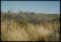 Scenery, Veld: Yellow bush