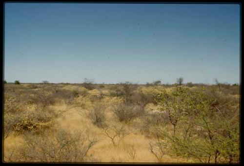 Scenery, Veld: Landscape with brush and grass