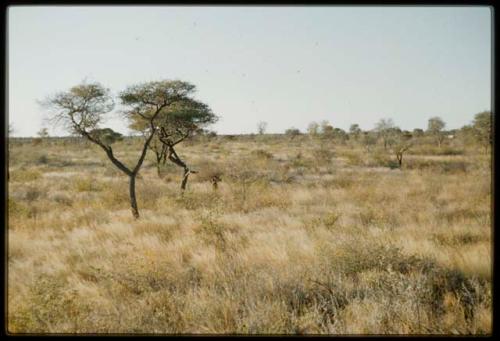 Scenery, Veld: Person carrying a child through grassy veld with sparse trees