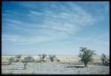 Scenery, Veld: Band of people walking in line through the grass, distant view